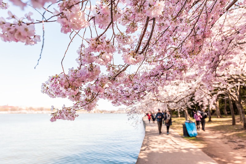 Tourists people walking on sidewalk path by Tidal Basin lake pond cherry blossom sakura trees in spring during festival at National mall