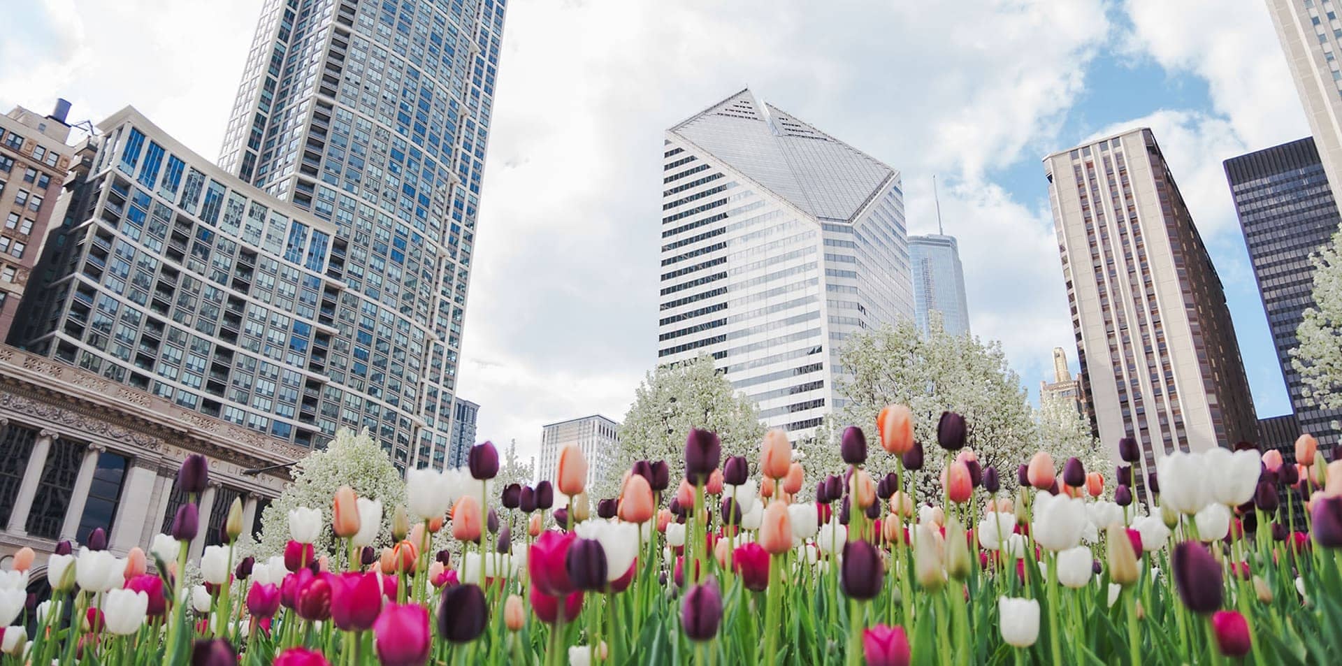 Tulips and skyscrapers in Chicago