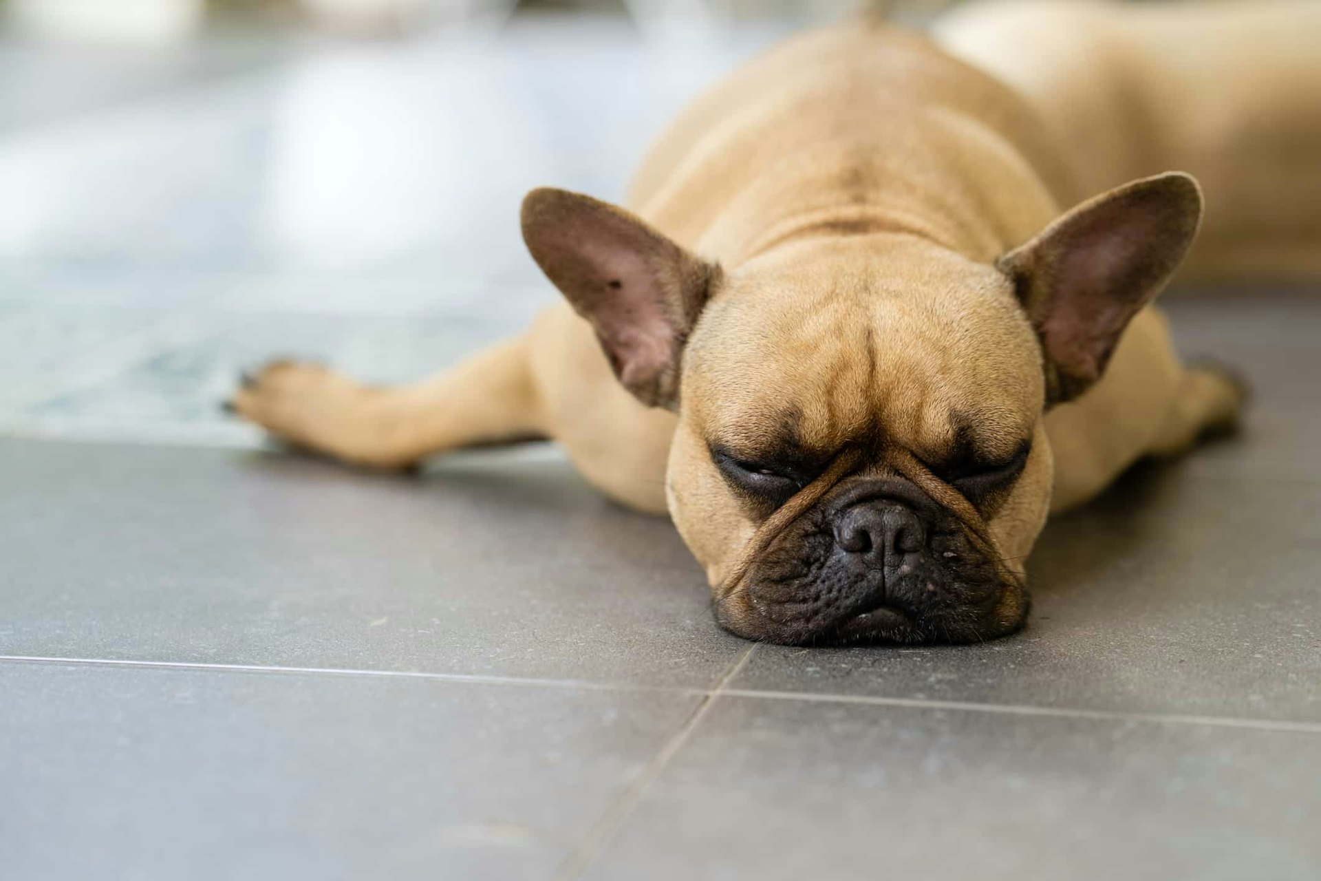 Sleepy french bulldog lying on tiled floor outdoor.