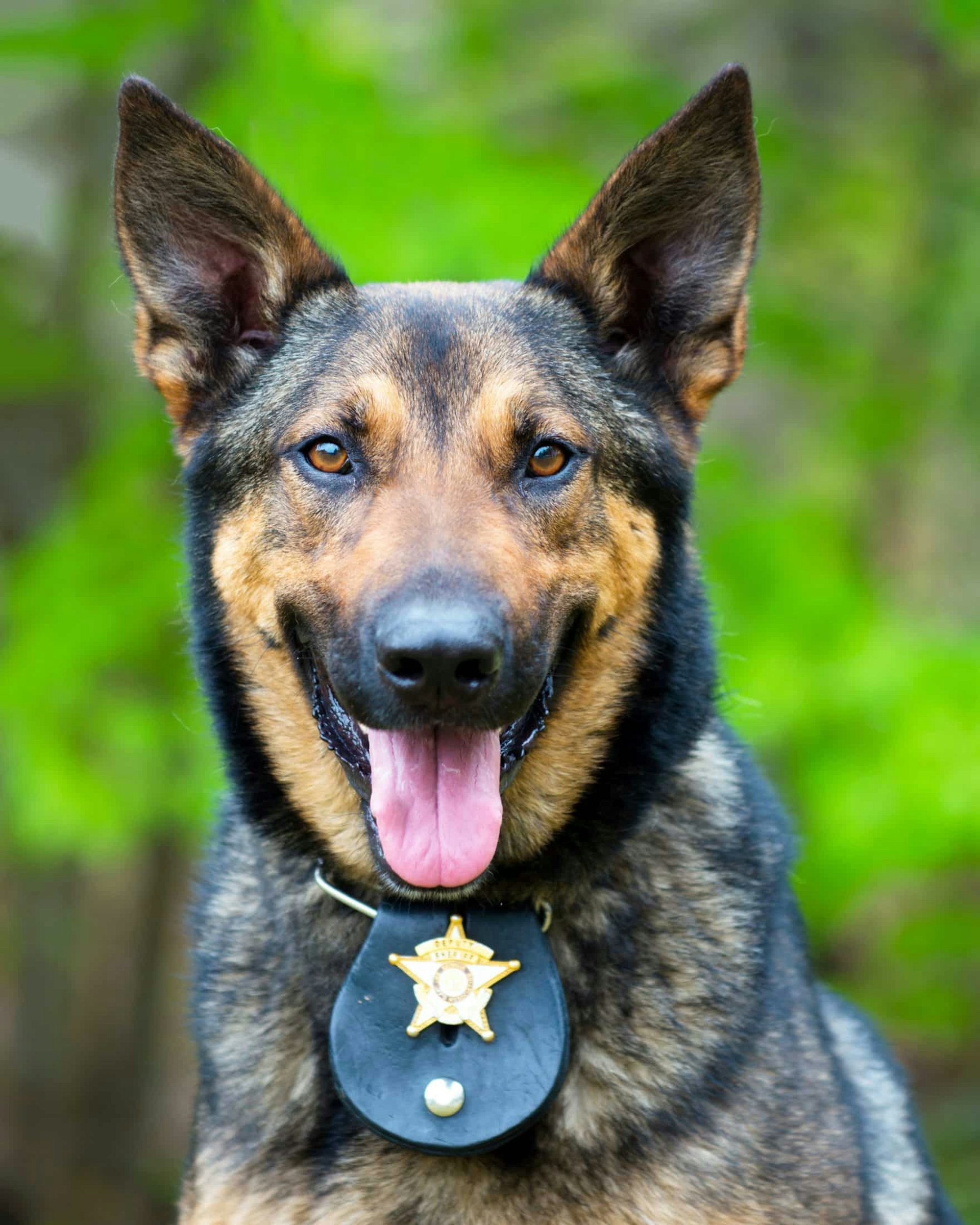 Portrait of working police dog