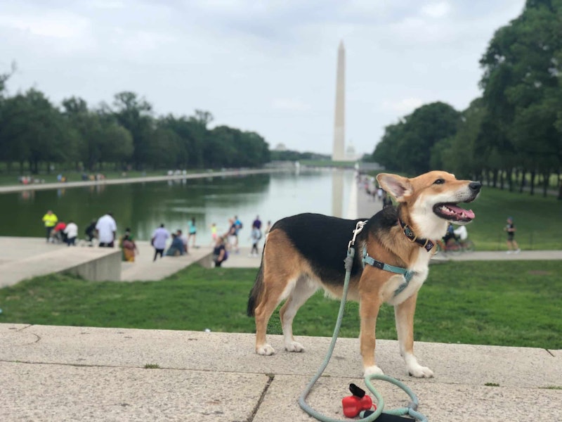 Dog in Washington DC