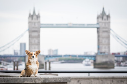 A corgi dog in London in front of the Tower Bridge.