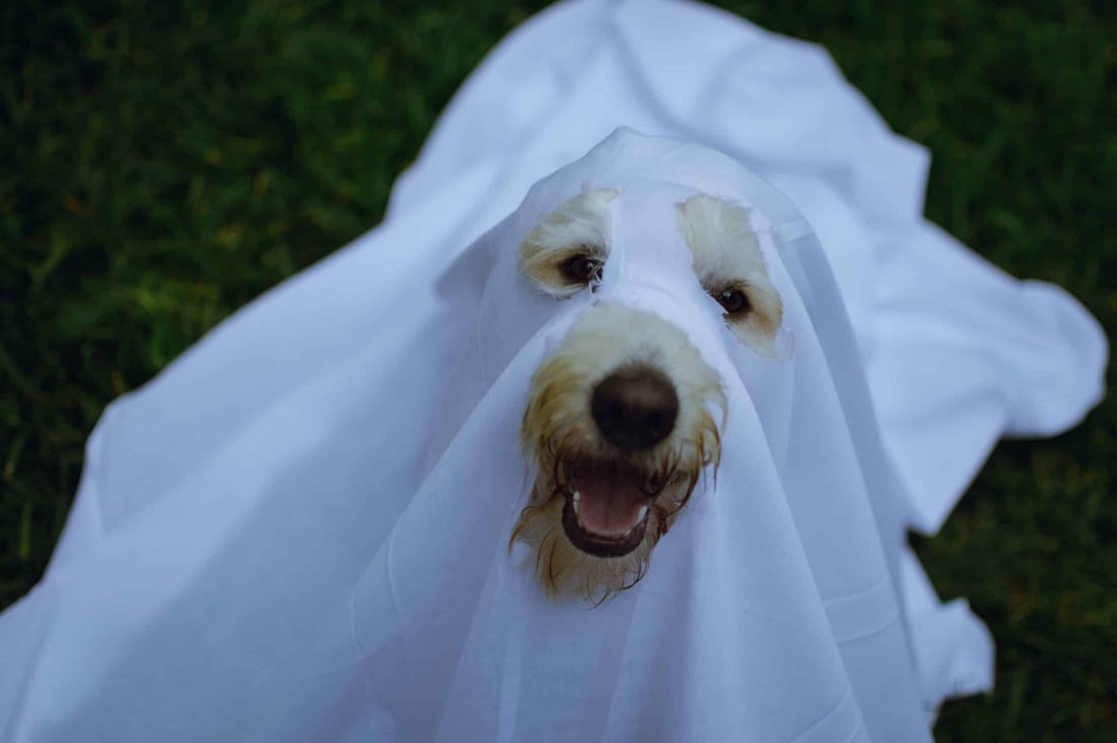 dog in ghost costume on halloween in san francisco