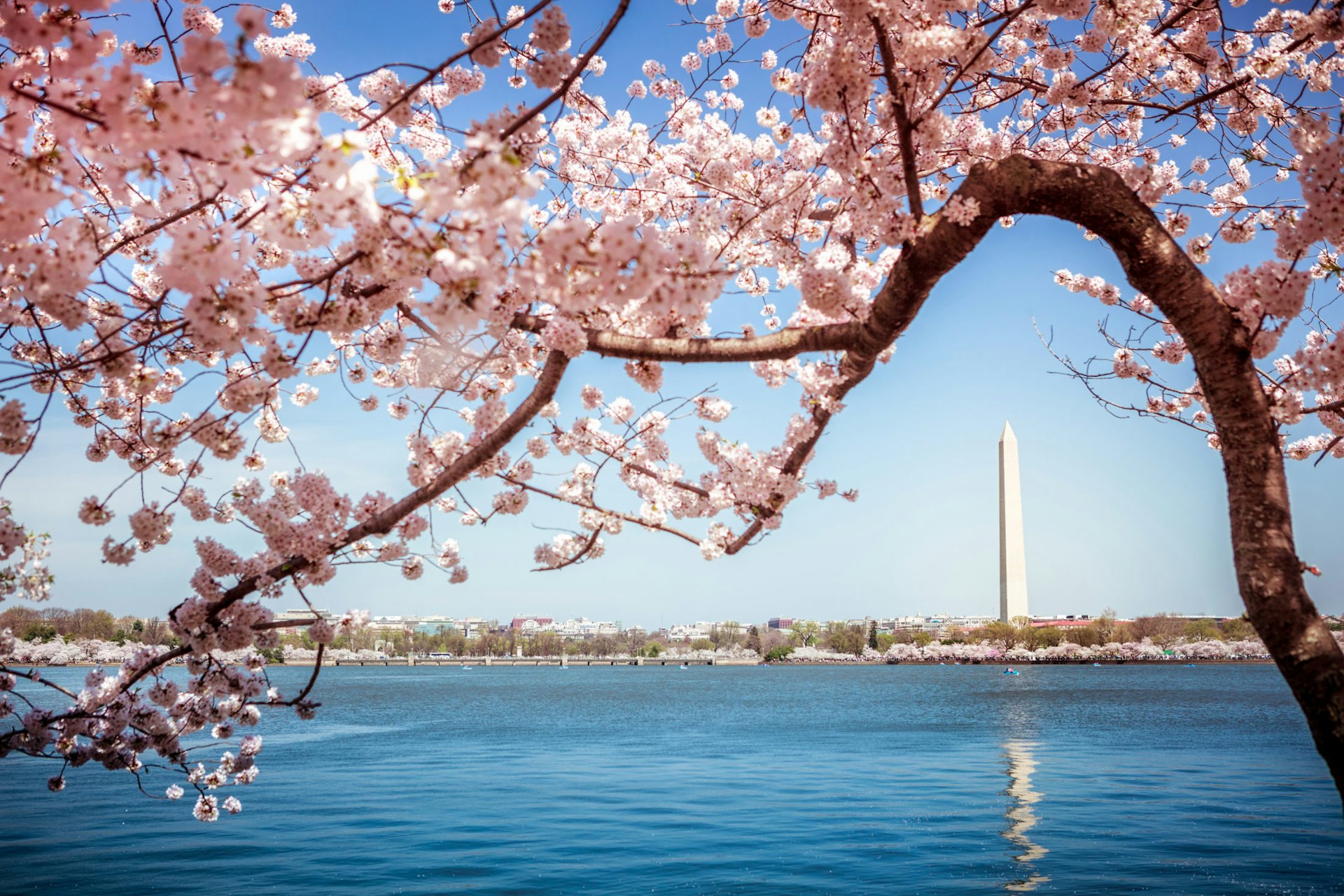 Washington Monument under Cherry Blossom Trees