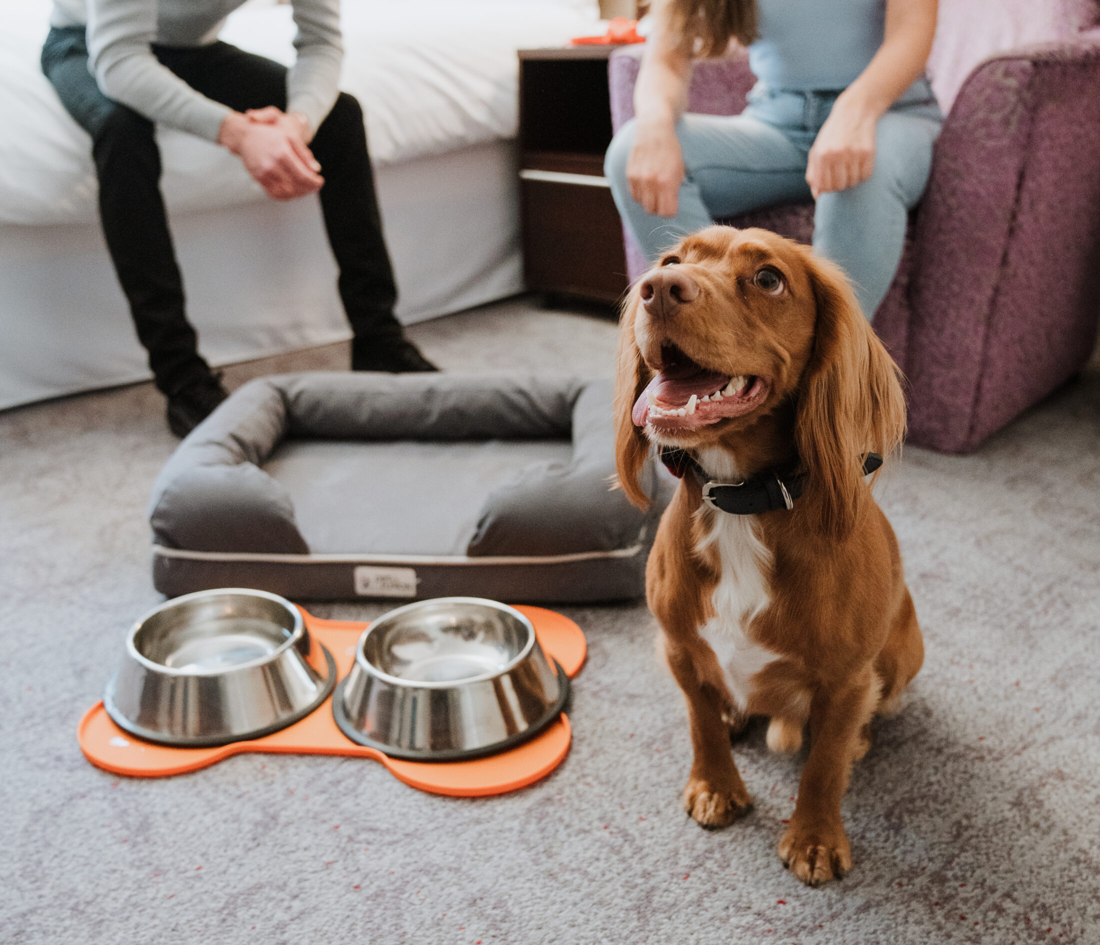 Pet Friendly Hotels in Philadelphia Club Quarters Hotels